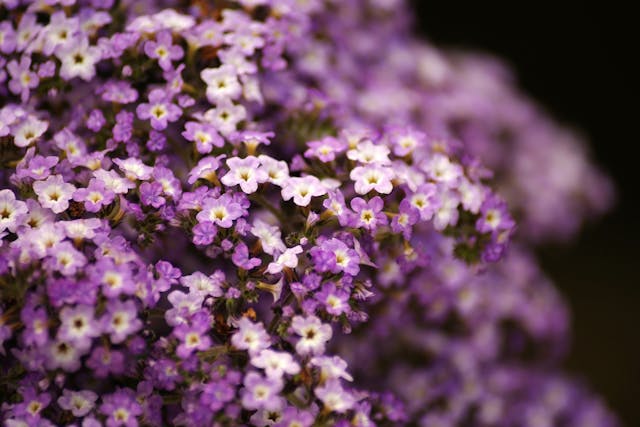 Heliotropum Species Poisoning in Horses - Symptoms, Causes, Diagnosis, Treatment, Recovery, Management, Cost