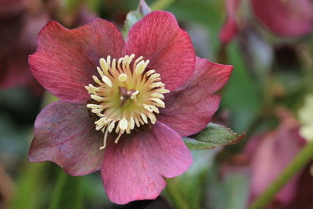 Hellebore Poisoning in Horses - Symptoms, Causes, Diagnosis, Treatment, Recovery, Management, Cost