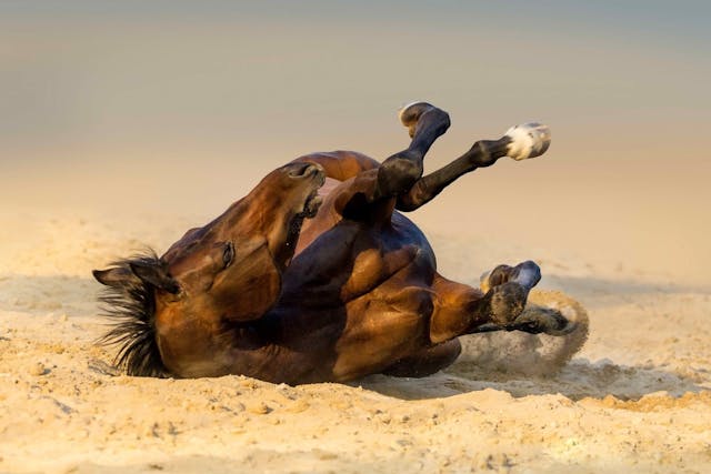 Hendra Virus Infection in Horses - Symptoms, Causes, Diagnosis, Treatment, Recovery, Management, Cost