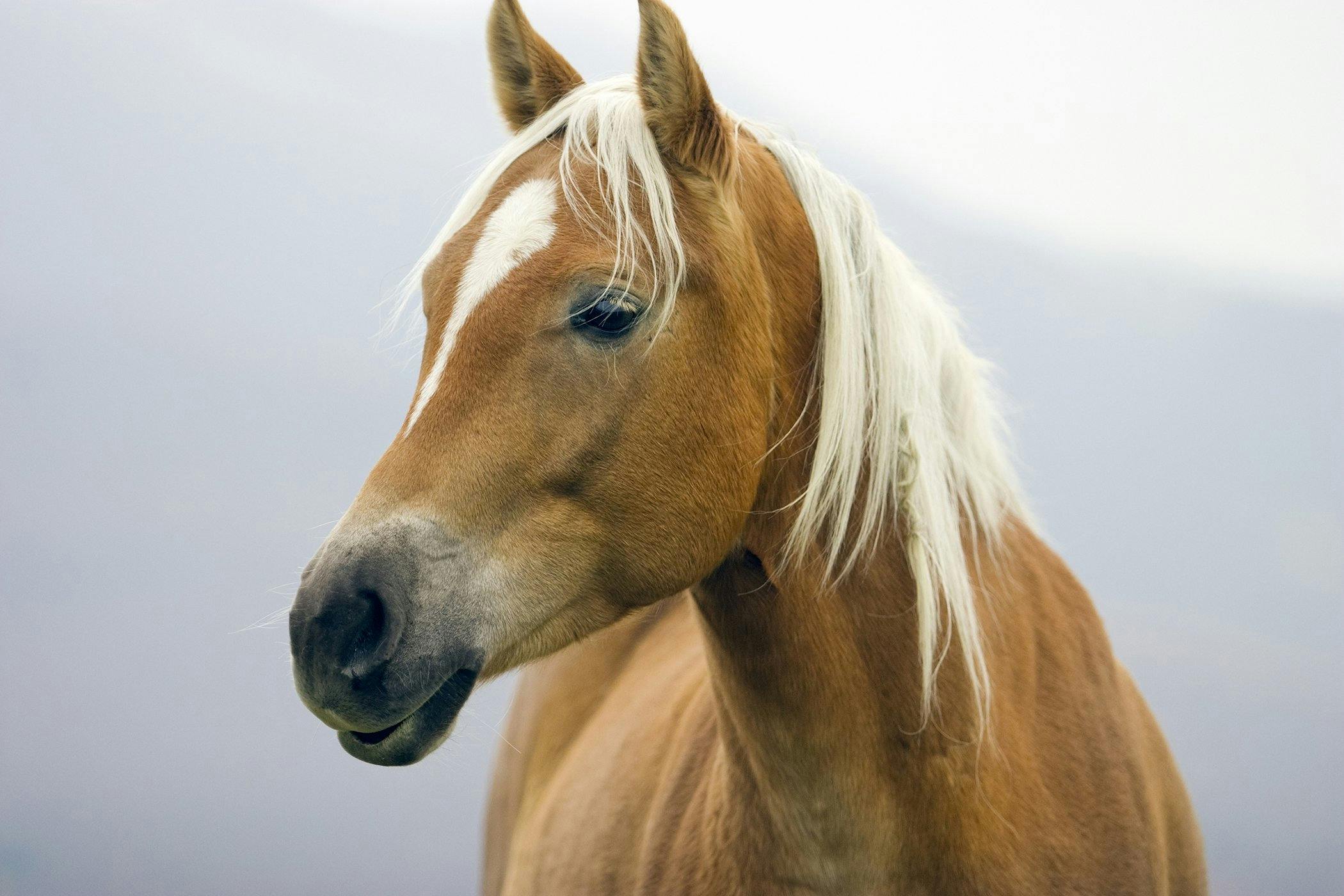 hereditary-equine-regional-dermal-asthenia-herda-in-horses-symptoms