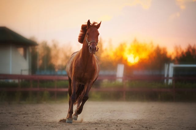 Herpesvirus in Horses - Symptoms, Causes, Diagnosis, Treatment, Recovery, Management, Cost