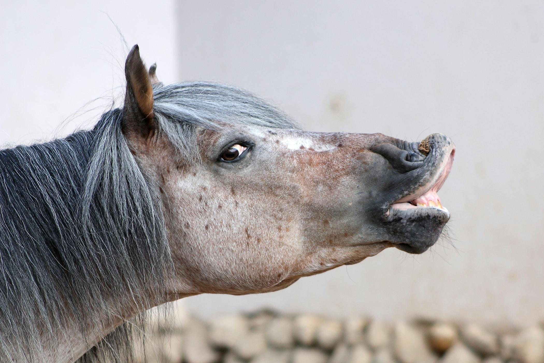 Лошадь вытягивает губы