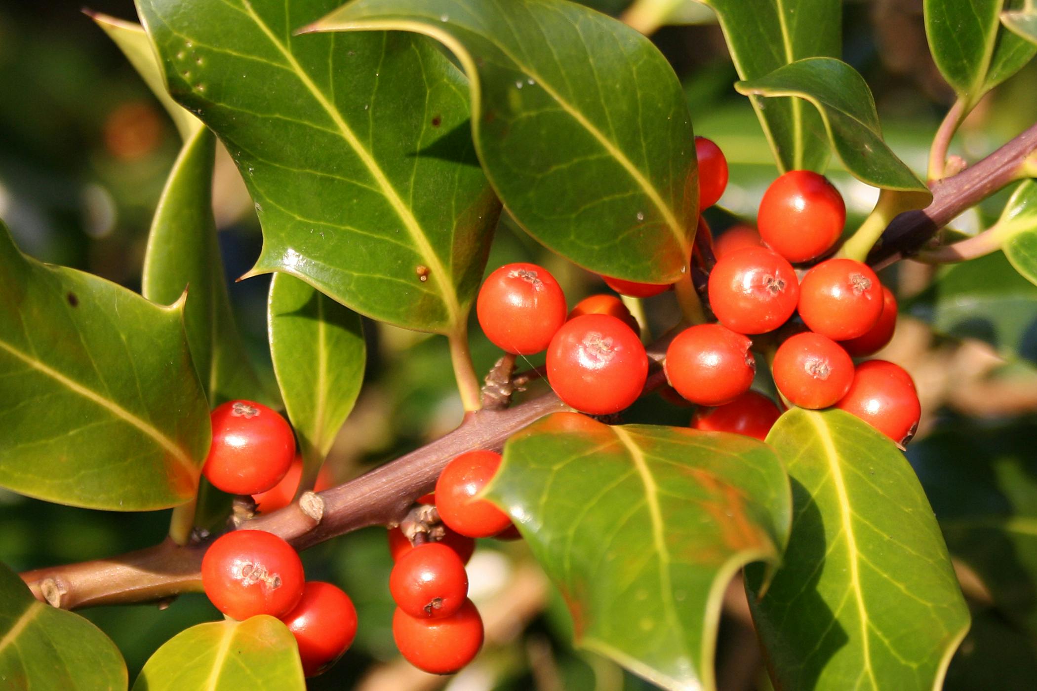 are holly bushes poisonous to dogs