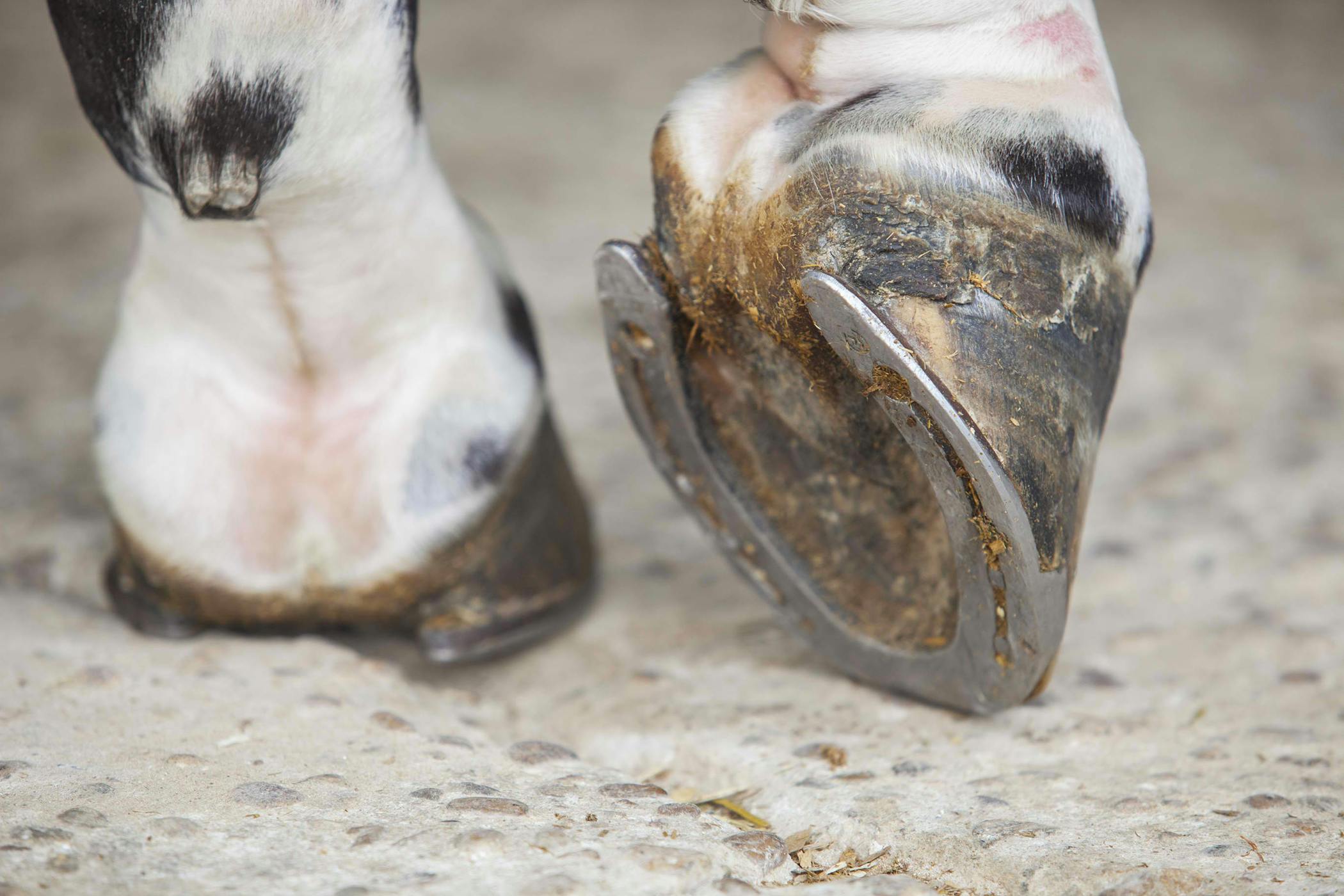 Hoof Problems in Horses - Symptoms, Causes, Diagnosis, Treatment