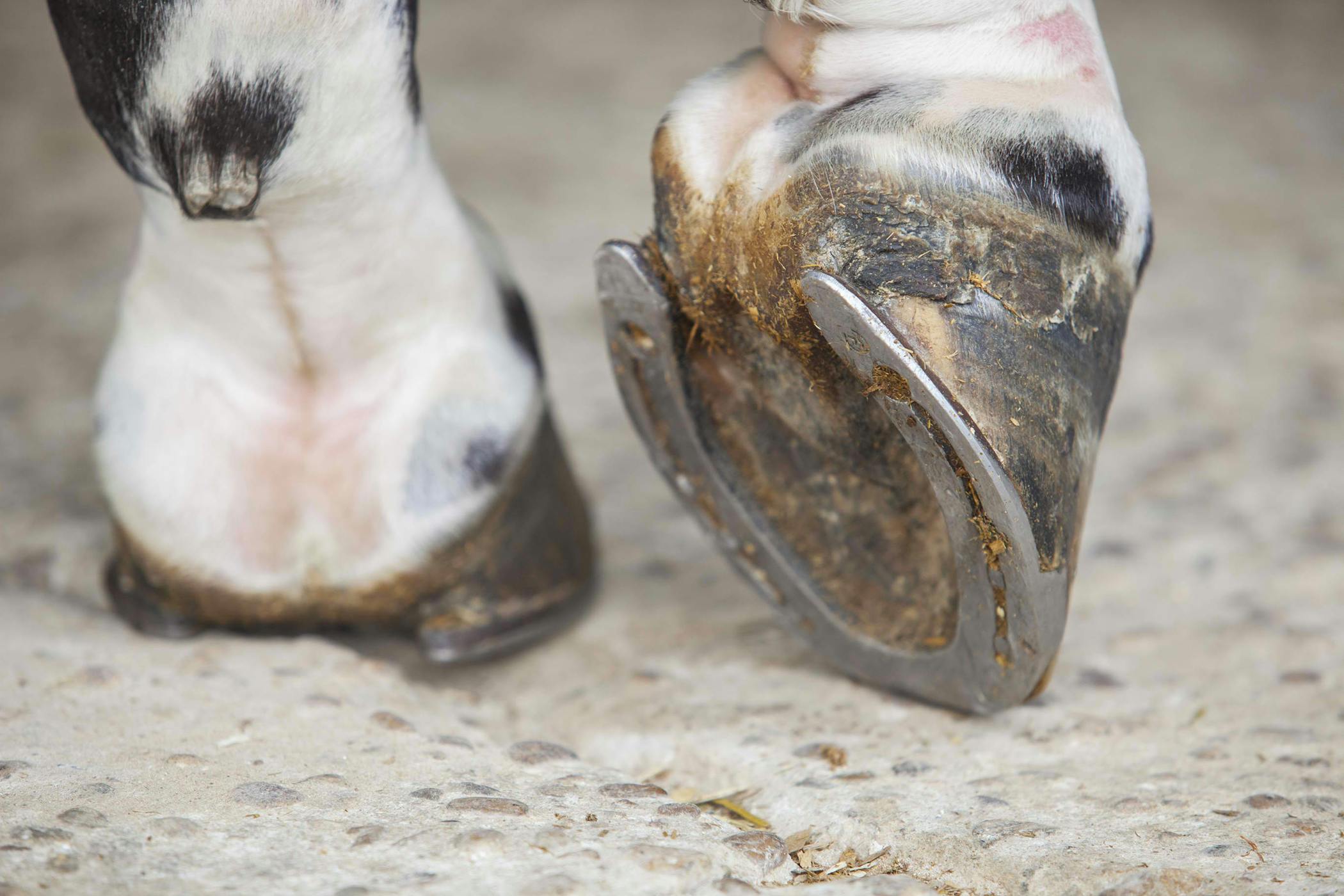 Hoof Problems in Horses Symptoms, Causes, Diagnosis, Treatment