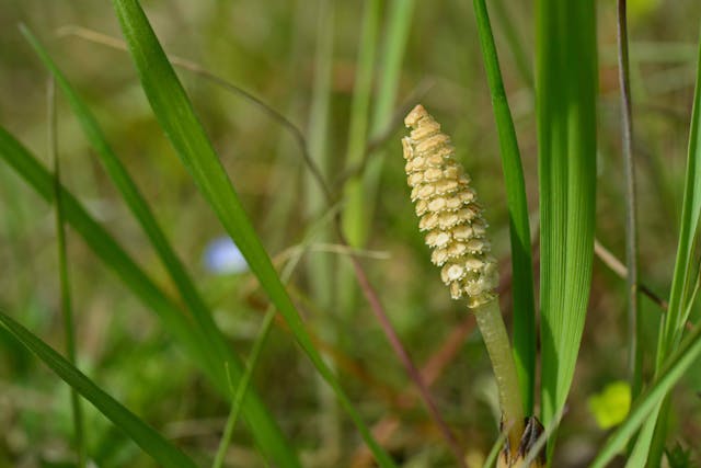 Horsetail Poisoning in Horses - Symptoms, Causes, Diagnosis, Treatment, Recovery, Management, Cost