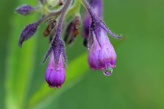Hound's Tongue Poisoning in Horses - Symptoms, Causes, Diagnosis, Treatment, Recovery, Management, Cost