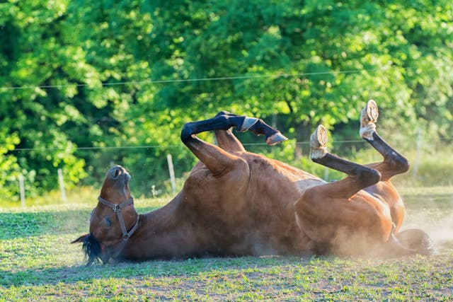 Hypocalcemic Tetany in Horses - Symptoms, Causes, Diagnosis, Treatment, Recovery, Management, Cost