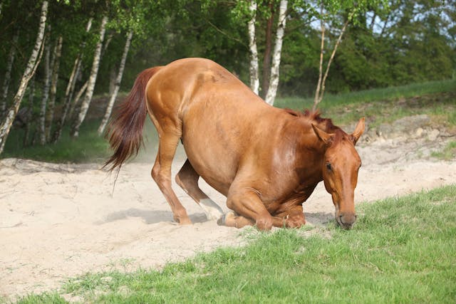 Impaction Colic in Horses - Symptoms, Causes, Diagnosis, Treatment, Recovery, Management, Cost