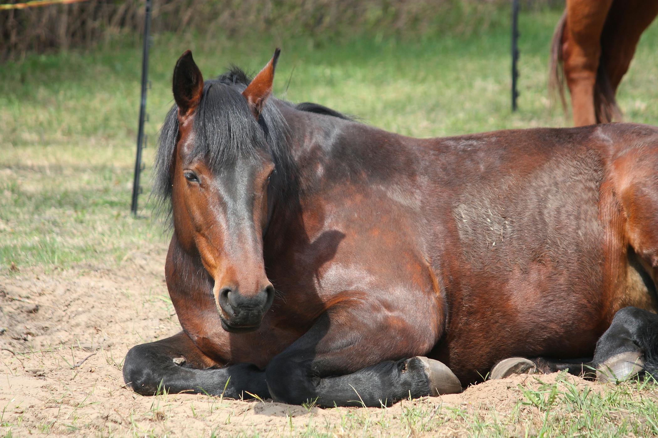 infection-of-the-shoulder-in-horses-symptoms-causes-diagnosis