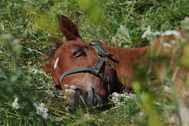 Infertility in Horses - Symptoms, Causes, Diagnosis, Treatment, Recovery, Management, Cost