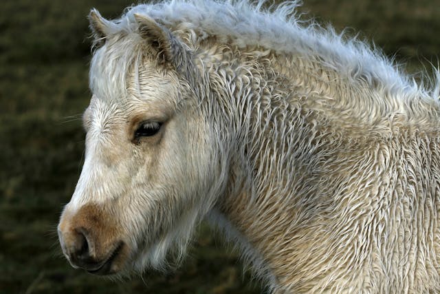Inflammatory Airway Disease in Horses - Symptoms, Causes, Diagnosis, Treatment, Recovery, Management, Cost