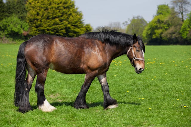 Inflammatory Bowel Disease in Horses - Symptoms, Causes, Diagnosis, Treatment, Recovery, Management, Cost