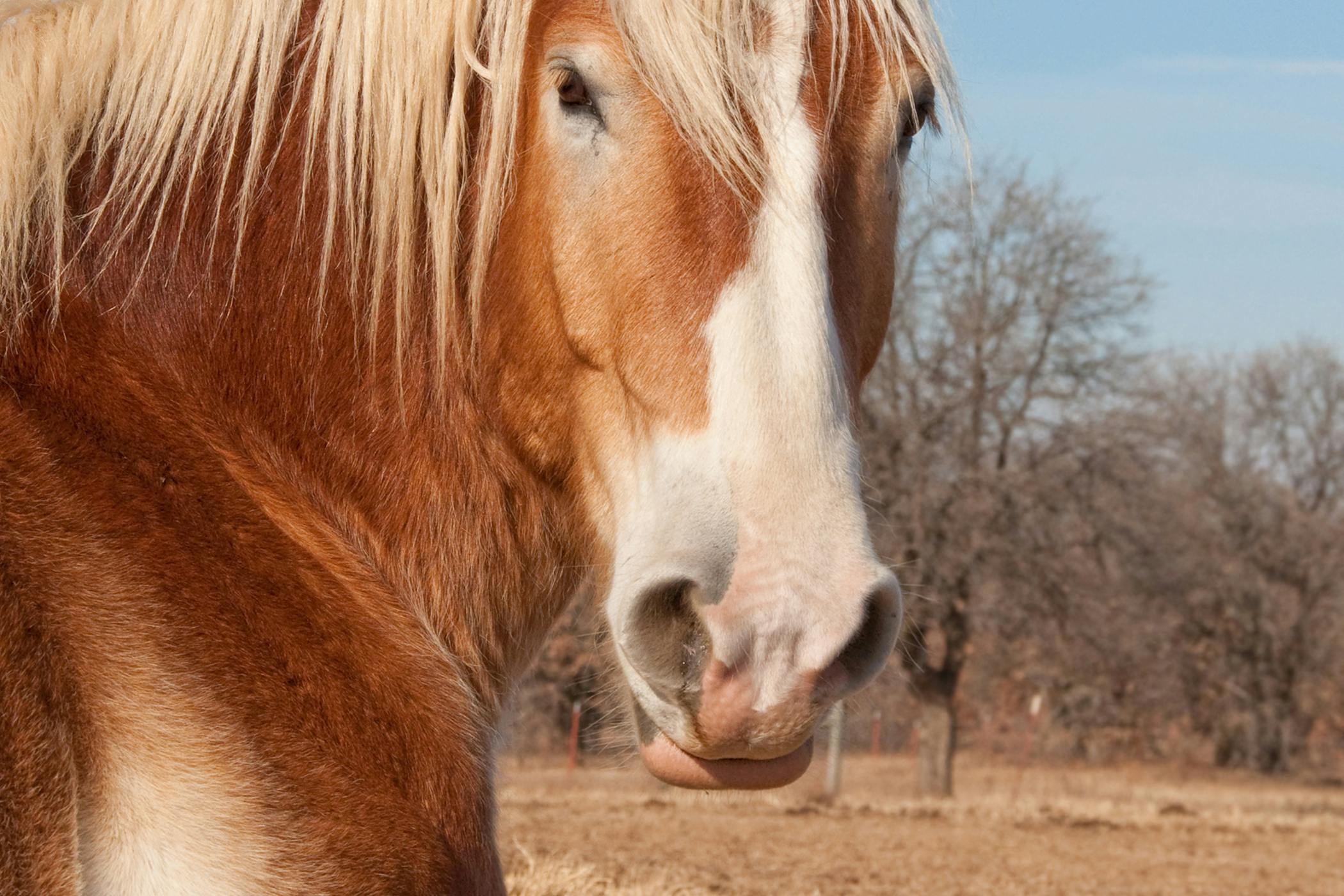 inner-ear-plaque-in-horses-symptoms-causes-diagnosis-treatment