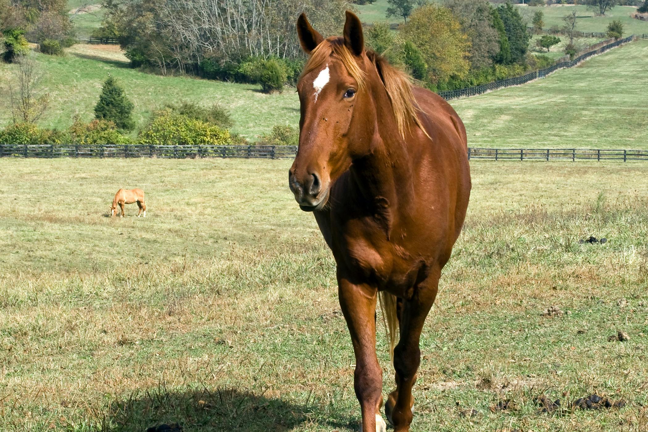 Intestinal Clostridiosis in Horses - Symptoms, Causes 