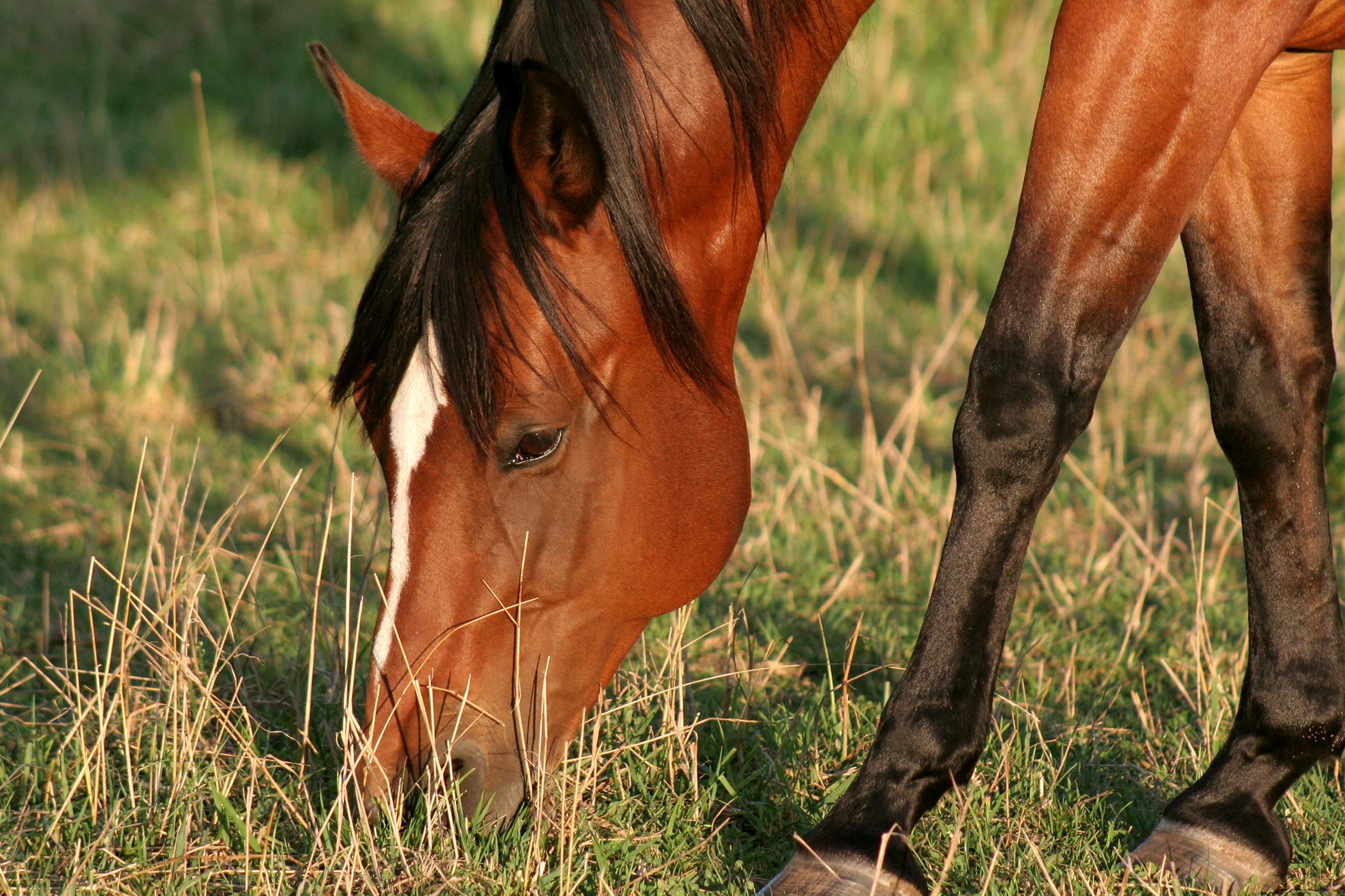 Horse Condition Area Forelegs