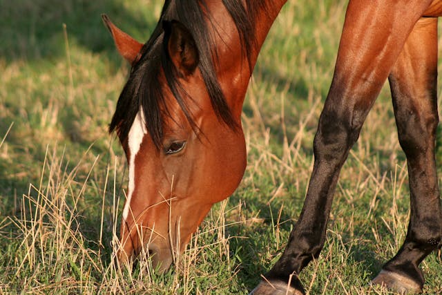 Ionophore Toxicity in Horses - Symptoms, Causes, Diagnosis, Treatment, Recovery, Management, Cost