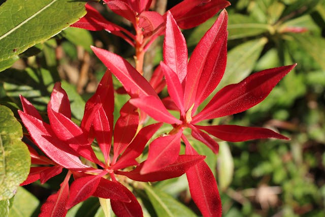 Japanese Pieris Poisoning in Horses - Symptoms, Causes, Diagnosis, Treatment, Recovery, Management, Cost