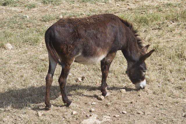 Jaundice in Horses - Symptoms, Causes, Diagnosis, Treatment, Recovery, Management, Cost