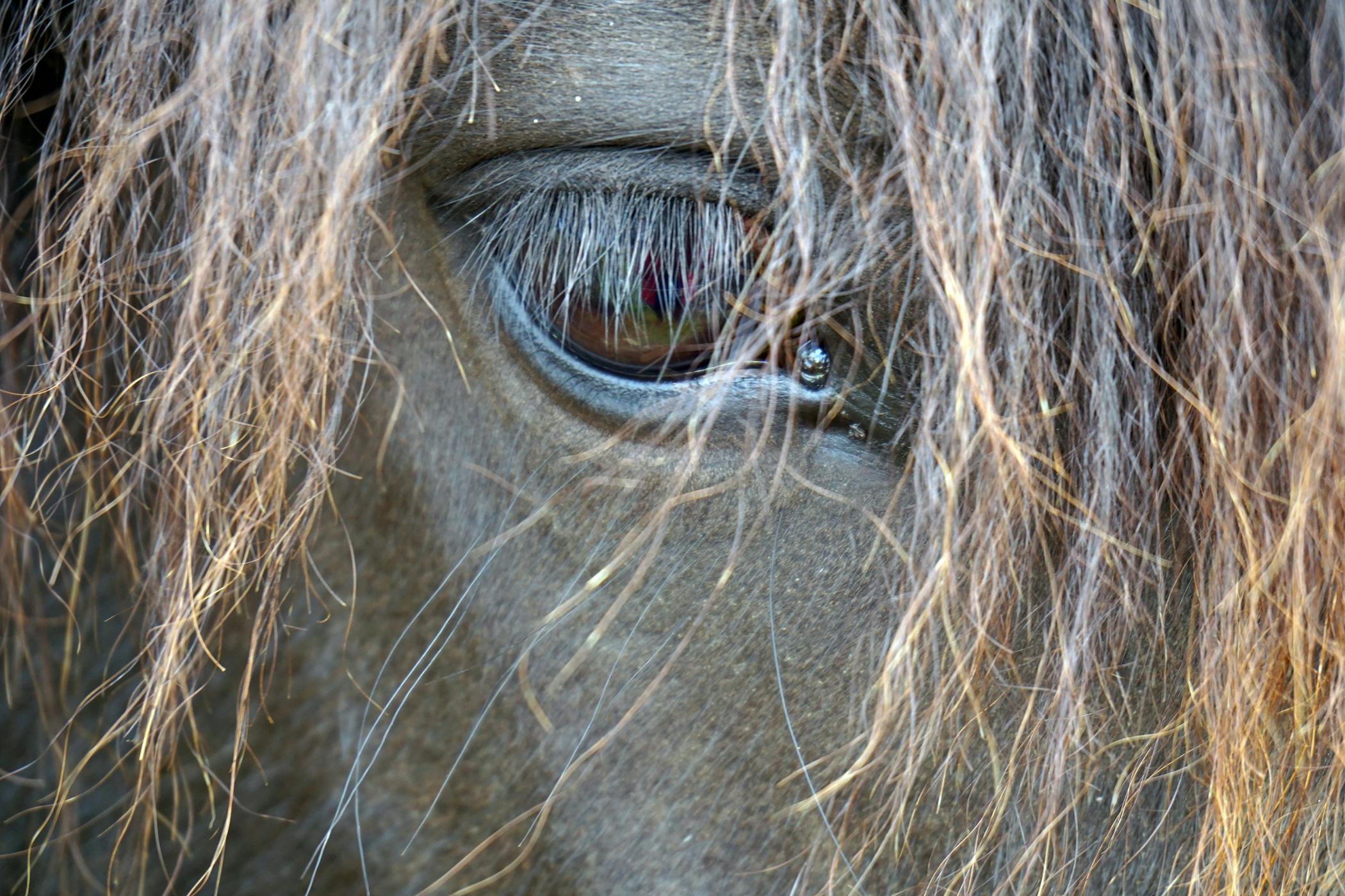 Keratitis In Horses Symptoms Causes Diagnosis Treatment Recovery