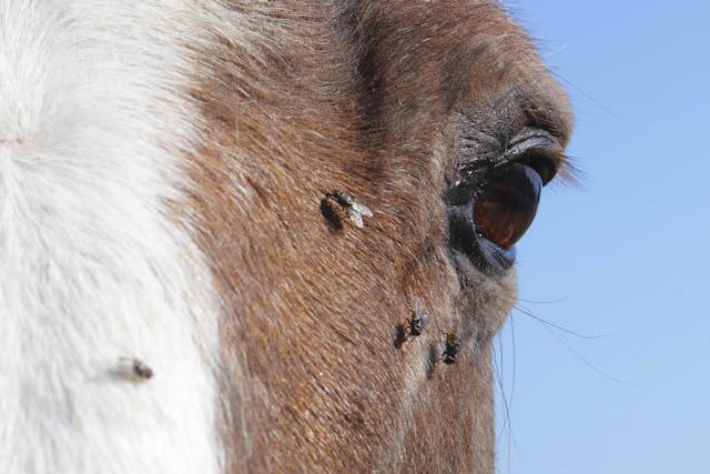 Keratoma in Horses - Symptoms, Causes, Diagnosis, Treatment, Recovery, Management, Cost