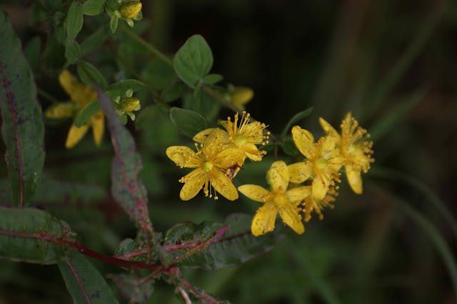 Klamath Weed Poisoning in Horses - Symptoms, Causes, Diagnosis, Treatment, Recovery, Management, Cost