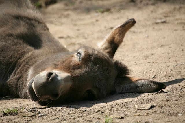 Lameness Requiring Regional Anesthesia in Horses - Symptoms, Causes, Diagnosis, Treatment, Recovery, Management, Cost