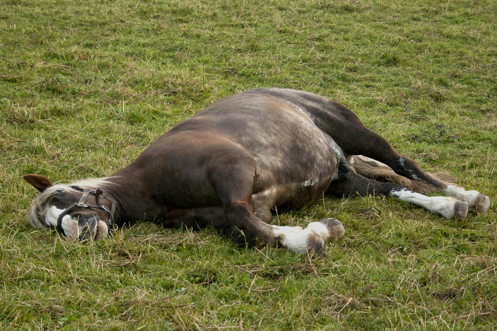 Lameness in Horses Symptoms, Causes, Diagnosis, Treatment, Recovery