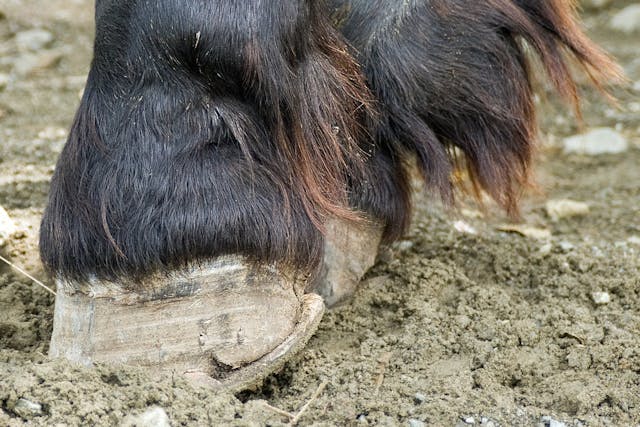 Laminitis in Horses - Symptoms, Causes, Diagnosis, Treatment, Recovery, Management, Cost