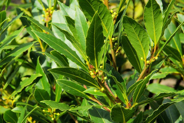 Laurel Poisoning in Horses - Symptoms, Causes, Diagnosis, Treatment, Recovery, Management, Cost