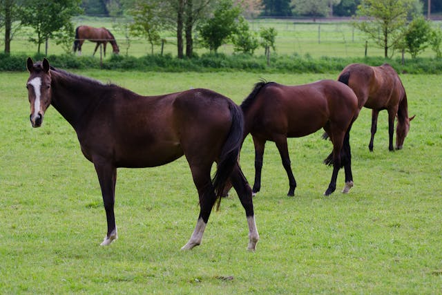 Liver Biopsy in Horses - Conditions Treated, Procedure, Efficacy, Recovery, Cost, Considerations, Prevention