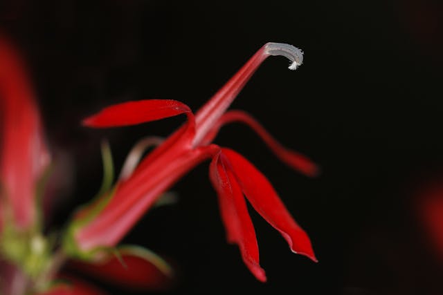 Lobelia Poisoning in Horses - Symptoms, Causes, Diagnosis, Treatment, Recovery, Management, Cost