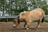 Locking Of The Stifle In Horses Symptoms Causes Diagnosis 