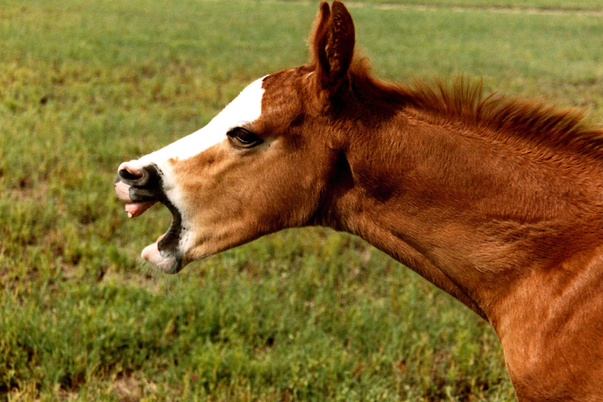 signs of head trauma in horses