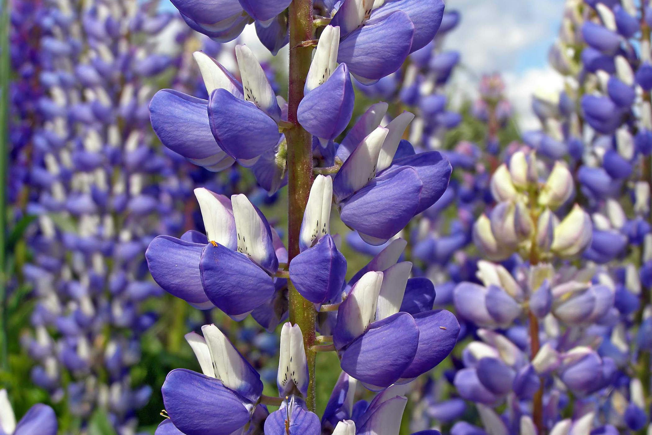 are lupins toxic to dogs