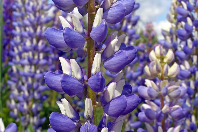 Lupine Poisoning in Horses - Symptoms, Causes, Diagnosis, Treatment, Recovery, Management, Cost