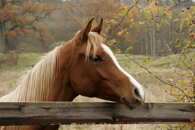 Lyme Disease Lyme Borreliosis In Horses Symptoms Causes Diagnosis Treatment Recovery Management Cost Lyme Disease Lyme Borreliosis In Horses Symptoms Causes Diagnosis Treatment Recovery Management Cost