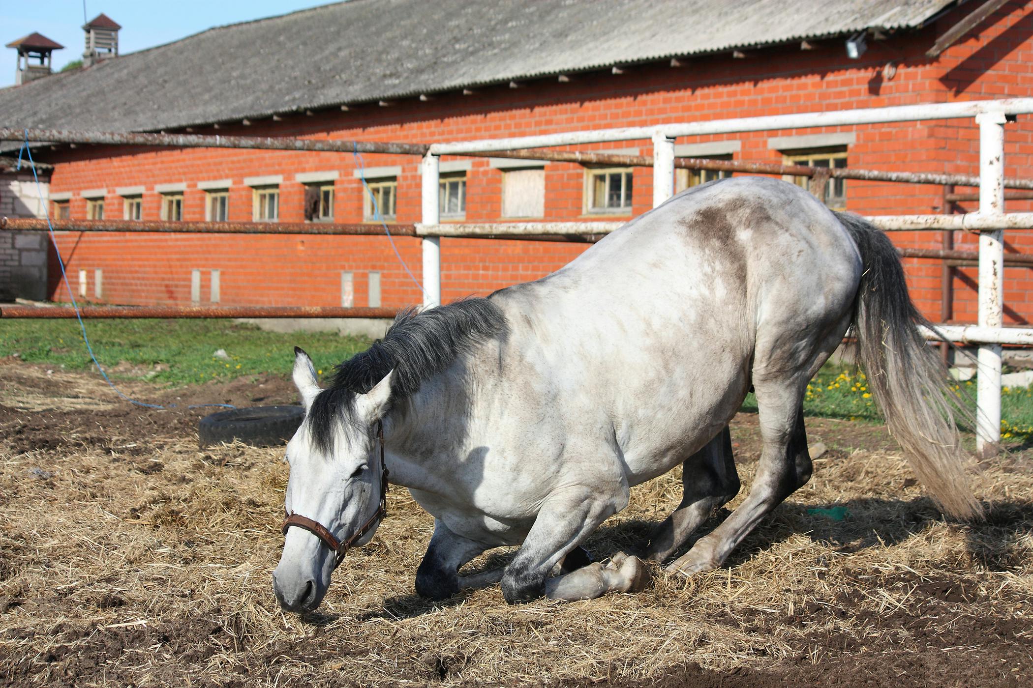 Lymphangitis in Horses