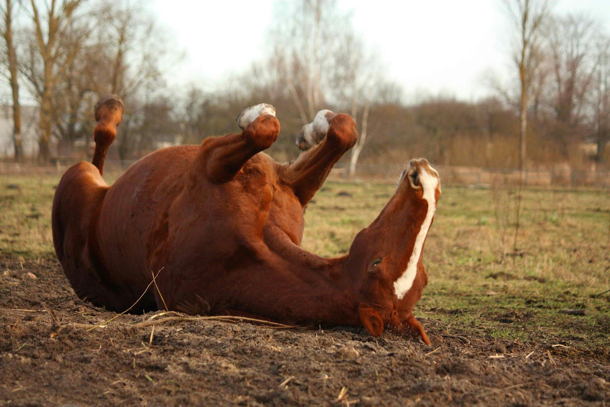 Malignant Hyperthermia in Horses - Symptoms, Causes 