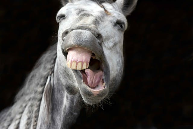 Malocclusion in Horses - Symptoms, Causes, Diagnosis, Treatment, Recovery, Management, Cost