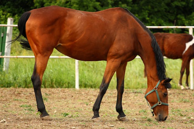 Mange in Horses - Symptoms, Causes, Diagnosis, Treatment, Recovery, Management, Cost