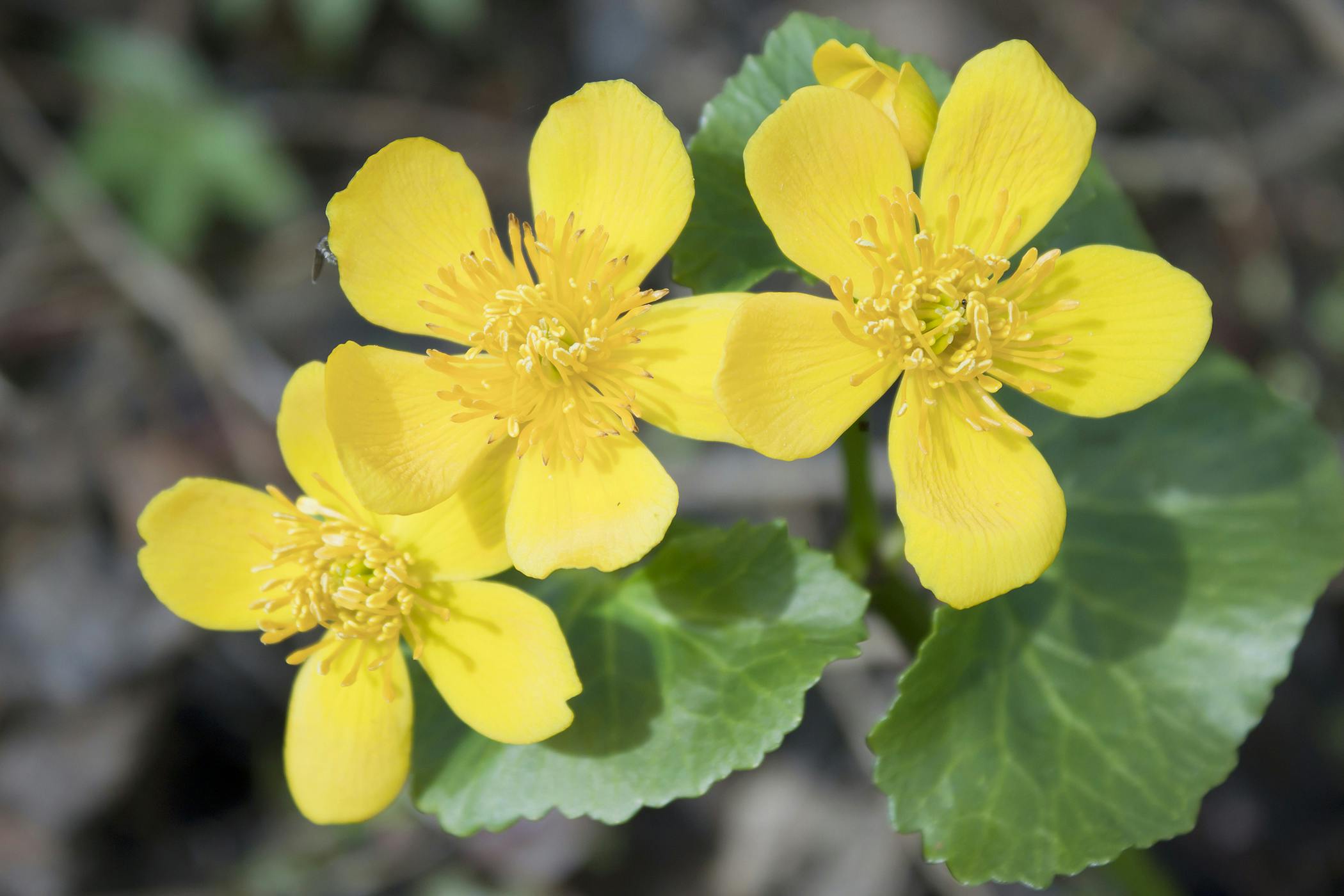 What Is Marsh Marigold