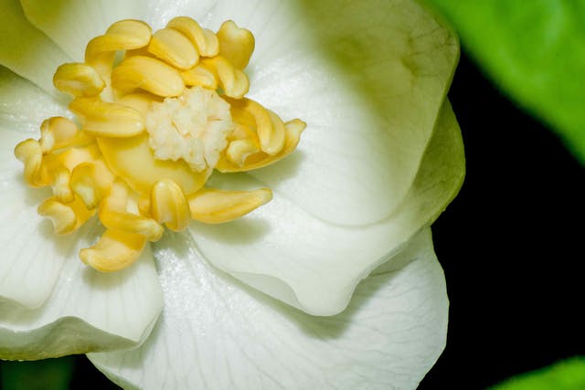 Mayapple Poisoning in Horses - Symptoms, Causes, Diagnosis, Treatment, Recovery, Management, Cost