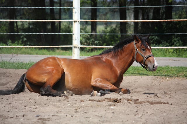 Metritis in Horses - Symptoms, Causes, Diagnosis, Treatment, Recovery, Management, Cost