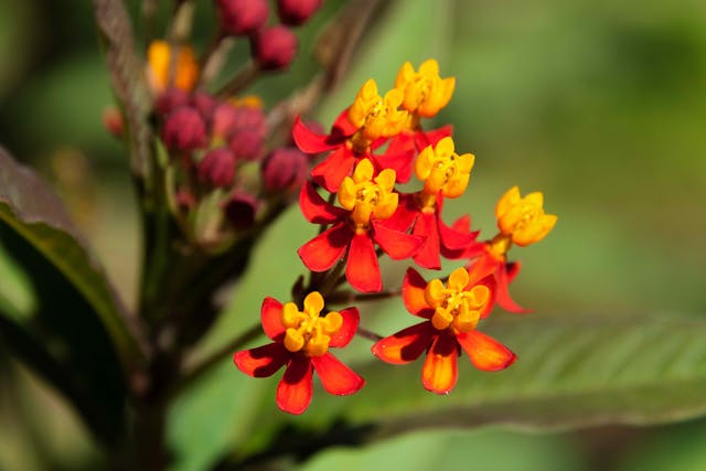 Milkweed Poisoning in Horses - Symptoms, Causes, Diagnosis, Treatment, Recovery, Management, Cost
