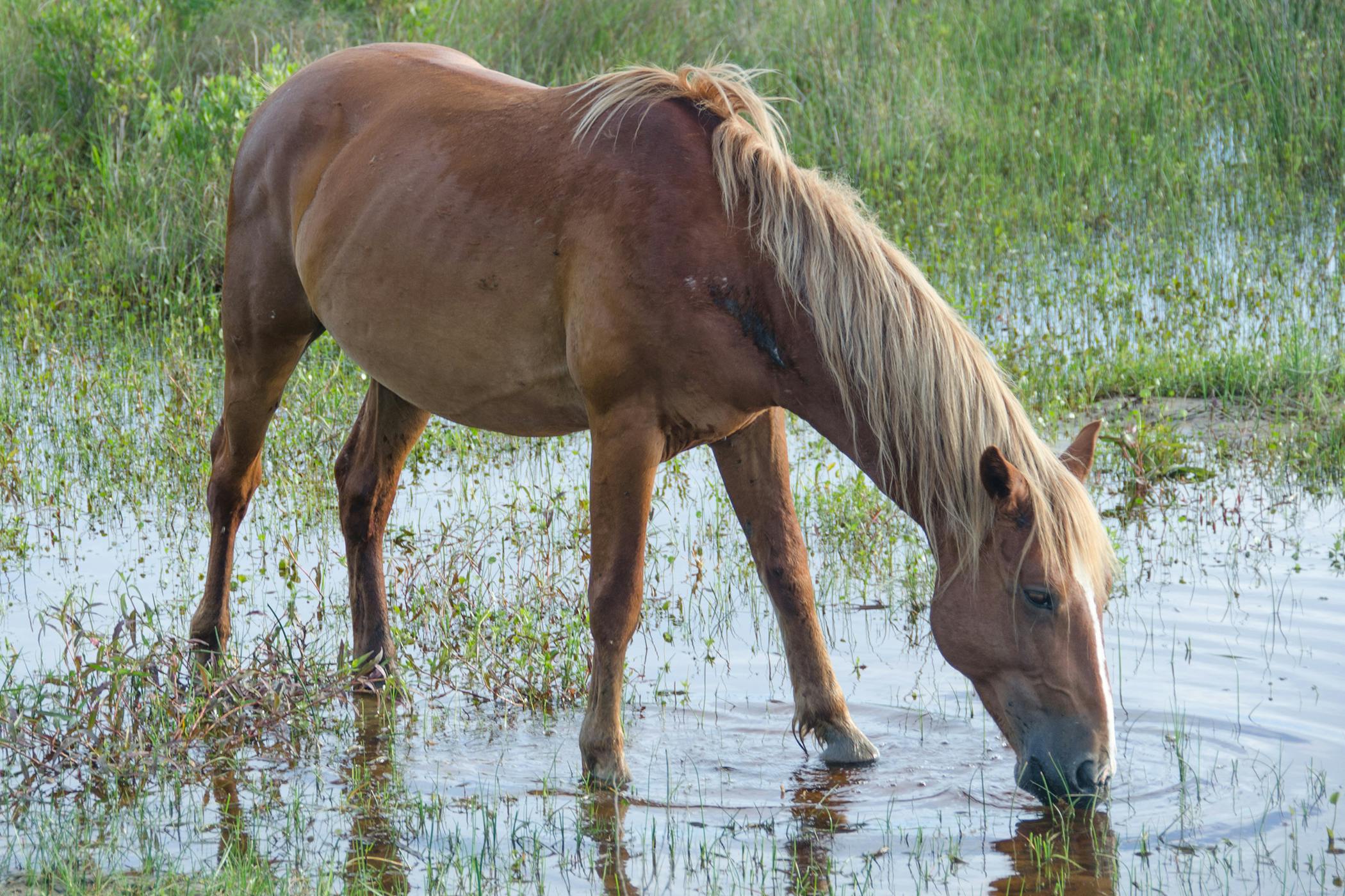 mineral-deficiencies-in-horses-symptoms-causes-diagnosis-treatment