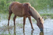 Mineral Deficiencies In Horses Symptoms Causes Diagnosis Treatment 