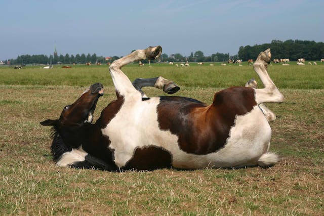Miscarriage in Horses - Symptoms, Causes, Diagnosis, Treatment, Recovery, Management, Cost