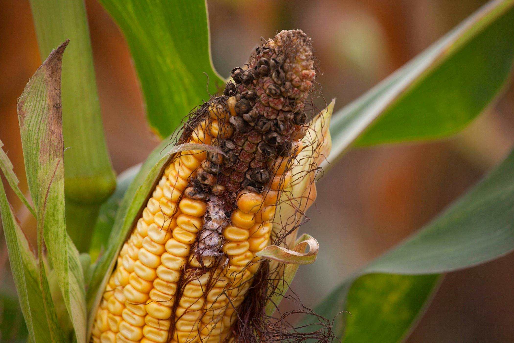 Moldy Corn Toxicosis In Horses Symptoms Causes Diagnosis Treatment Recovery Management Cost