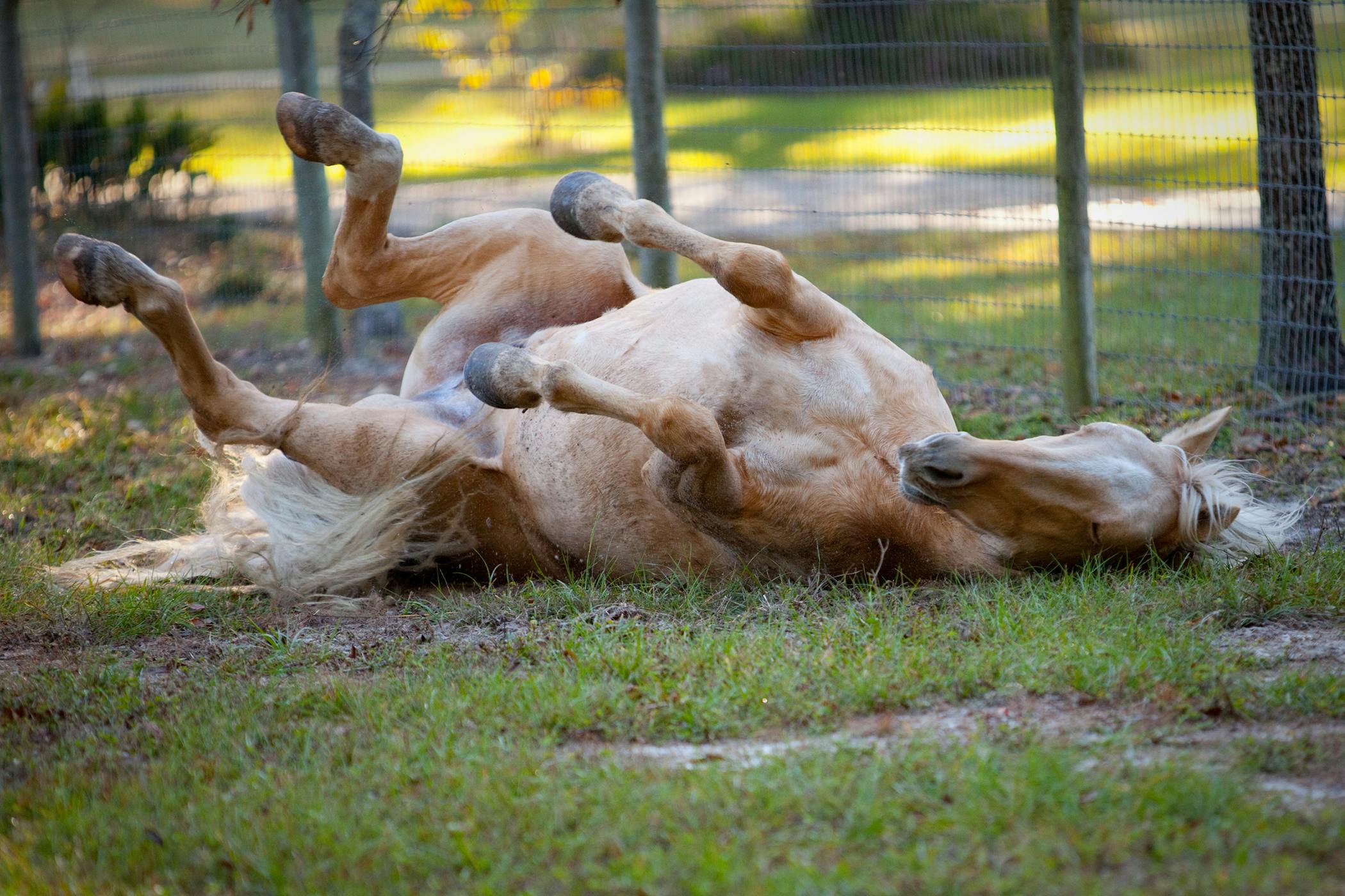 Horse Condition Area Forelegs